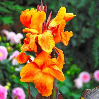 Canna Indica "Striata" 1 Bulb/Pachet - Bulbshop