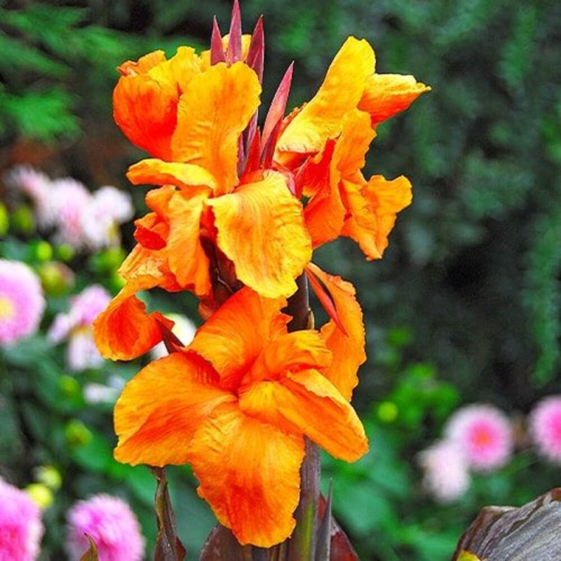Canna Indica "Striata" 1 Bulb/Pachet - Bulbshop