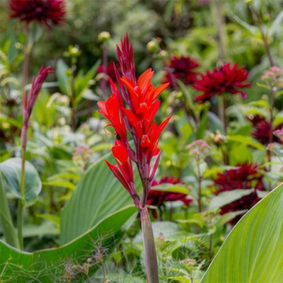 Canna Indica "Robert Kemp" 1 Bulb/Pachet