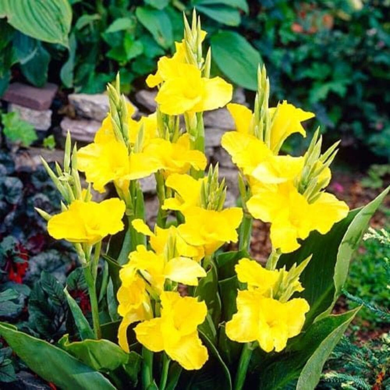 Canna Indica "Richard Wallace" 1 Bulb/Pachet