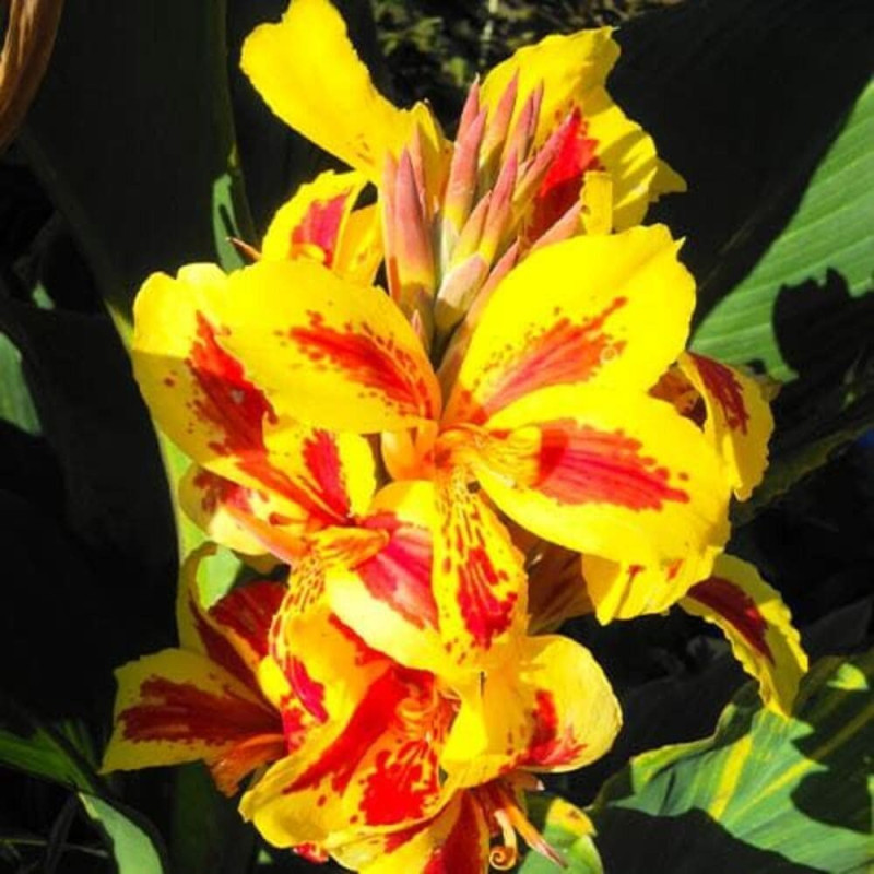 Canna Indica "Queen Charlotte" 1 Bulb/Pachet