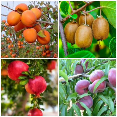 Pomi Fructiferi Anul 4 - Kaki + Kiwi + Rodiu - Bulbshop