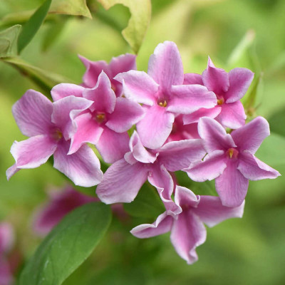 Iasomie Roz Parfumata "Summer Scent" - Ghiveci - Bulbshop