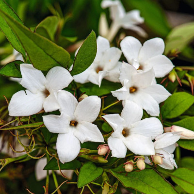 Iasomie Alba Parfumata "Officinale" - Ghiveci P9