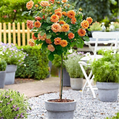 Trandafir Pomisor Rosa la Ghiveci 5L Inaltime 170cm, Parfumat