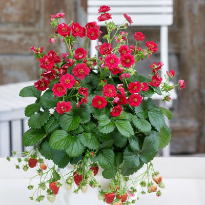 Capsuni Fragaria "Red Summer Breeze" - Ghiveci - Bulbshop