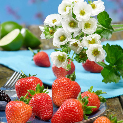 Capsuni Fragaria "Snow Summer Breeze" - Ghiveci P9