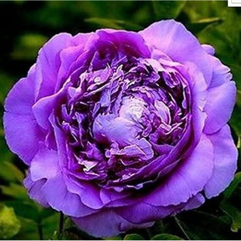 Bujor Rizomi Premium "Double Purple"
