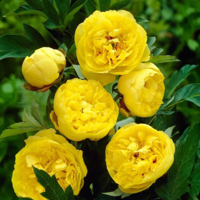 Bujor Rizomi Premium "Yellow Crown" - Bulbshop