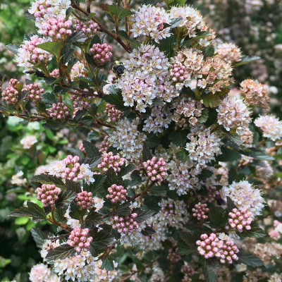 Physocarpus "Magical Sweet"  - Ghiveci 5L - Bulbshop
