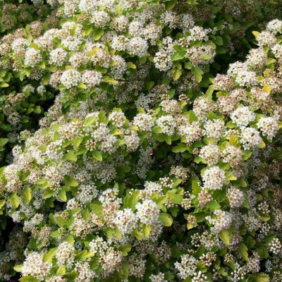 Physocarpus Opulifolius "Raspberry Lemonade"  - Ghiveci 5L - H 50-60cm