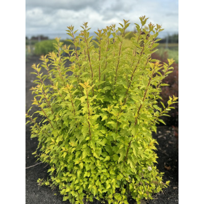 Physocarpus Opulifolius "Raspberry Lemonade"
