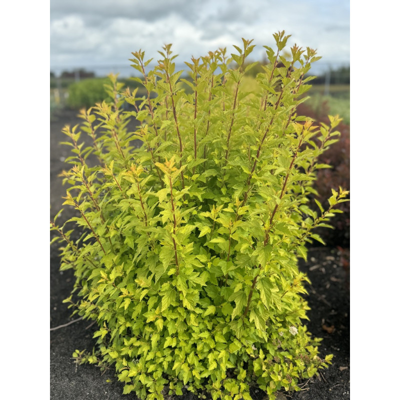 Physocarpus Opulifolius "Raspberry Lemonade"