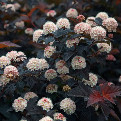 Physocarpus Opulifolius "Diabolo"  - Ghiveci 5L - H 50-60cm