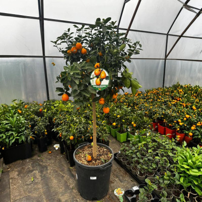 Citrus Kumquat - Ghiveci 35L - H 130-160cm - Bulbshop