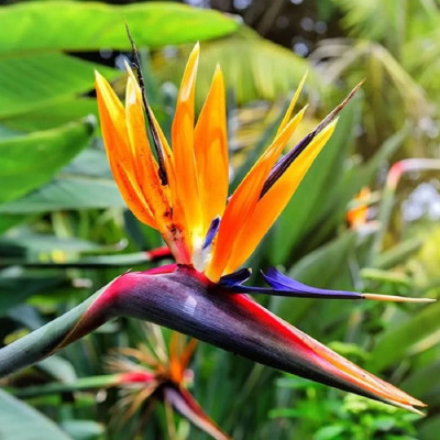 Strelitzia Reginae - Ghiveci 2L - 35-40cm