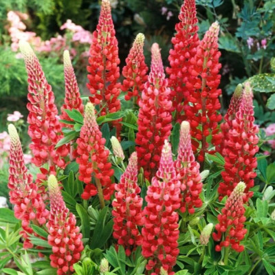 Lupin Rosu la Ghiveci P13 - 20cm