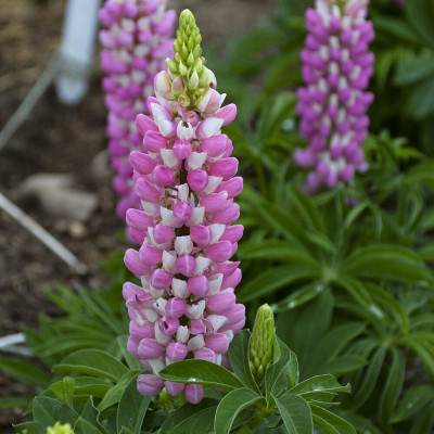Lupin Roz - Ghiveci P13 - 20cm