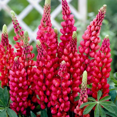 Lupin Visiniu - Ghiveci P13 - 20cm