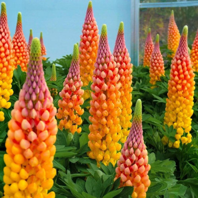 Lupin Portocaliu - Ghiveci P13 - 20cm