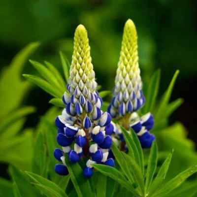 Lupin Mov - Ghiveci P13 - 20cm