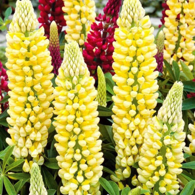 Lupin Lime - Ghiveci P13 - 20cm
