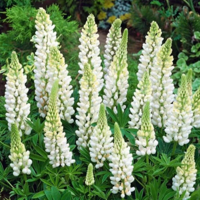 Lupin Alb - Ghiveci P13 - 20cm