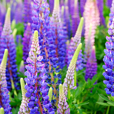 Lupin Albastru - Ghiveci P13 - 20cm