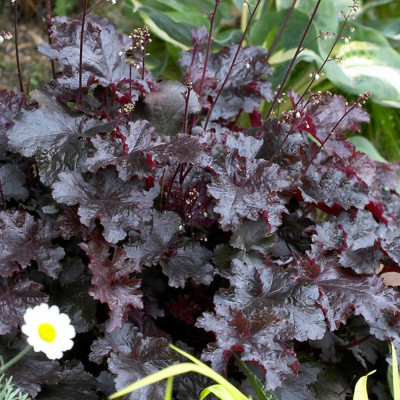 Heruchera "Obsidian" - Ghiveci P12 - 25cm
