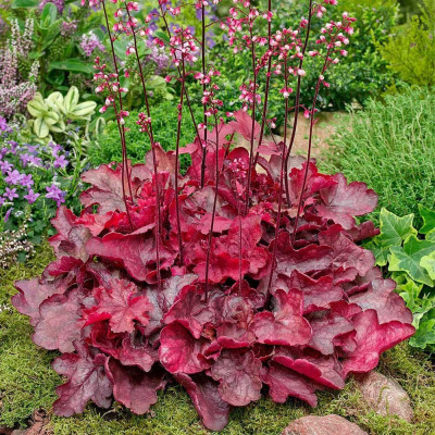 Heruchera Rosie "Fire Alarm" - Ghiveci P12 - 25cm