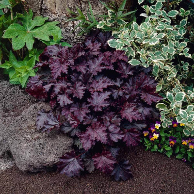 Heruchera "Palace Purple" - Ghiveci P17 - 25-35 cm