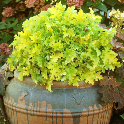 Heruchera "Lime Marmalade" - Ghiveci P17 - 25-35 cm
