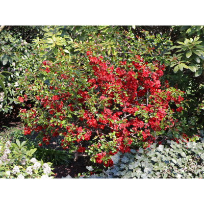 Gutui Japonez Elly Mossel Ghiveci 5L 80-100cm - Bulbshop
