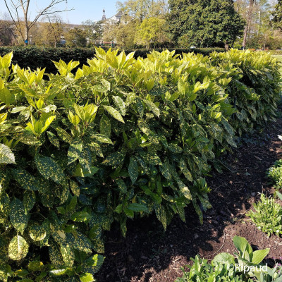 Acuba Golden King: Arbust ornamental auriu