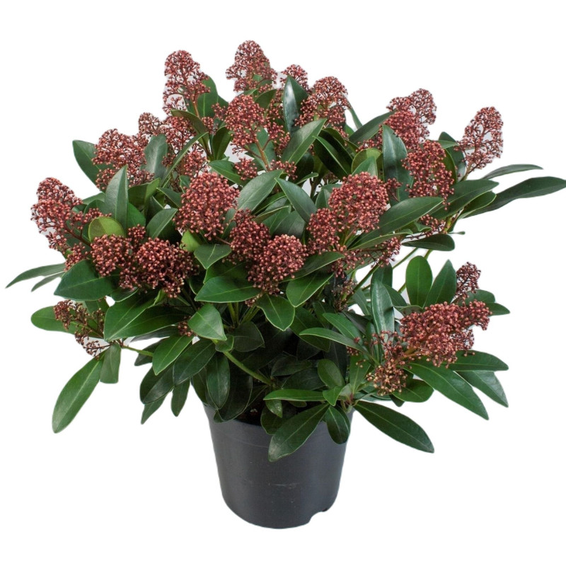 Liliac Japonez "Skimmia Japonica Rubella Ghiveci 3L"