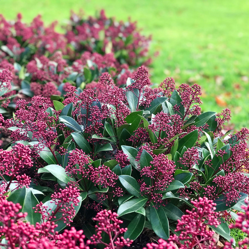 Liliac Japonez "Skimmia Japonica Rubella Ghiveci 3L"