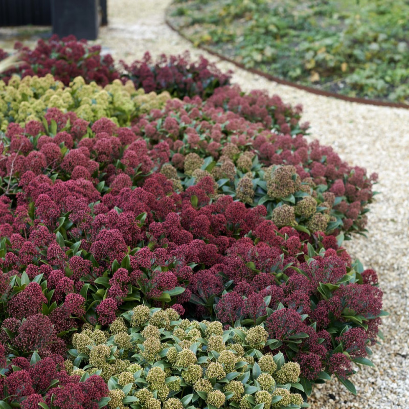 Liliac Japonez "Skimmia Japonica Rubella Ghiveci 3L"