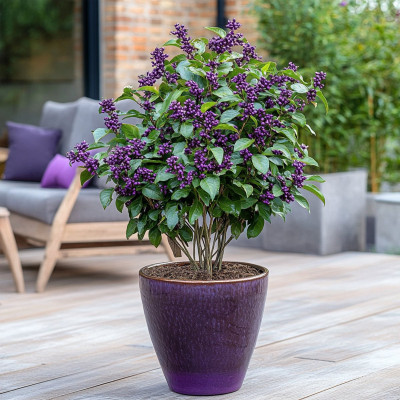 Callicarpa "Bodineri Dwarf" - Arbust Perle Mov, 2L