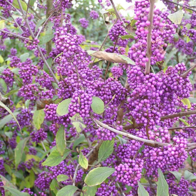 Callicarpa "Bodineri Dwarf" - Arbust Perle Mov, 2L