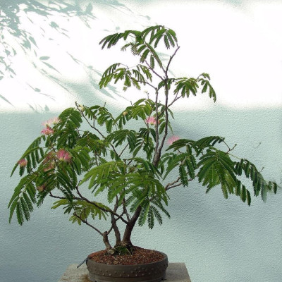 Arbore de Mătase "Ombrella" - 3L, Flori Roz, Aspect Exotic