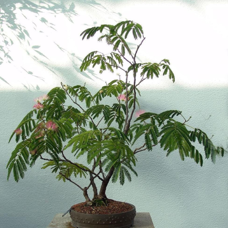 Arbore de Mătase "Ombrella" - 3L, Flori Roz, Aspect Exotic