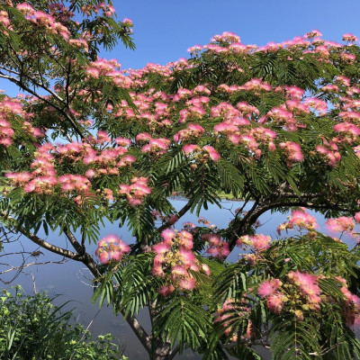 Arbore de Mătase "Ombrella" - 3L, Flori Roz, Aspect Exotic