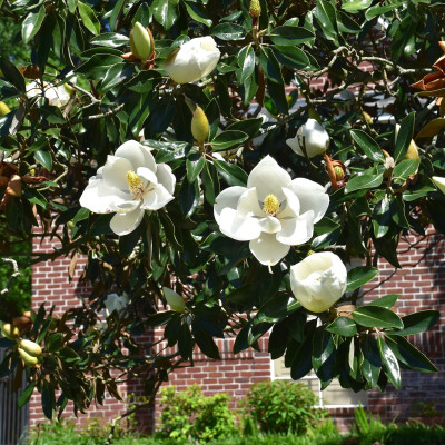 Magnolie Little Gem 3l: Flori Parfumate și Frunziș Veșnic Verde
