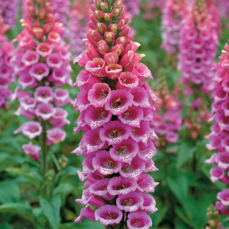 Digitalis purpurea - Floare spectaculoasă pentru grădina ta