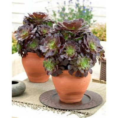 Aeonium arboreum "Trandafir Irlandez" - Ghiveci  2L