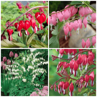 Cerceii Doamnei Mix 4 Radacini - Dicentra - Bulbshop
