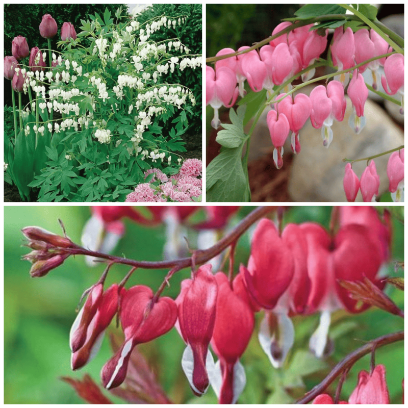 Cerceii Doamnei Mix 3 Ghivece - Dicentra