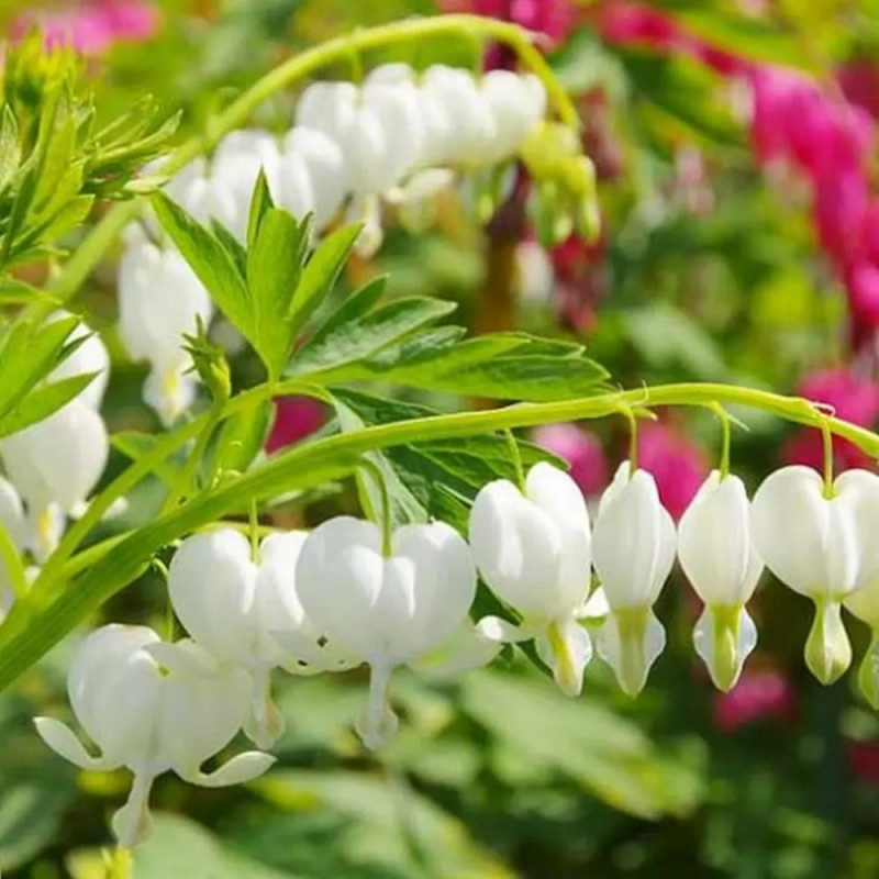 Dicentra Spectabilis Alba:Cerceii Doamnei La Ghiveci