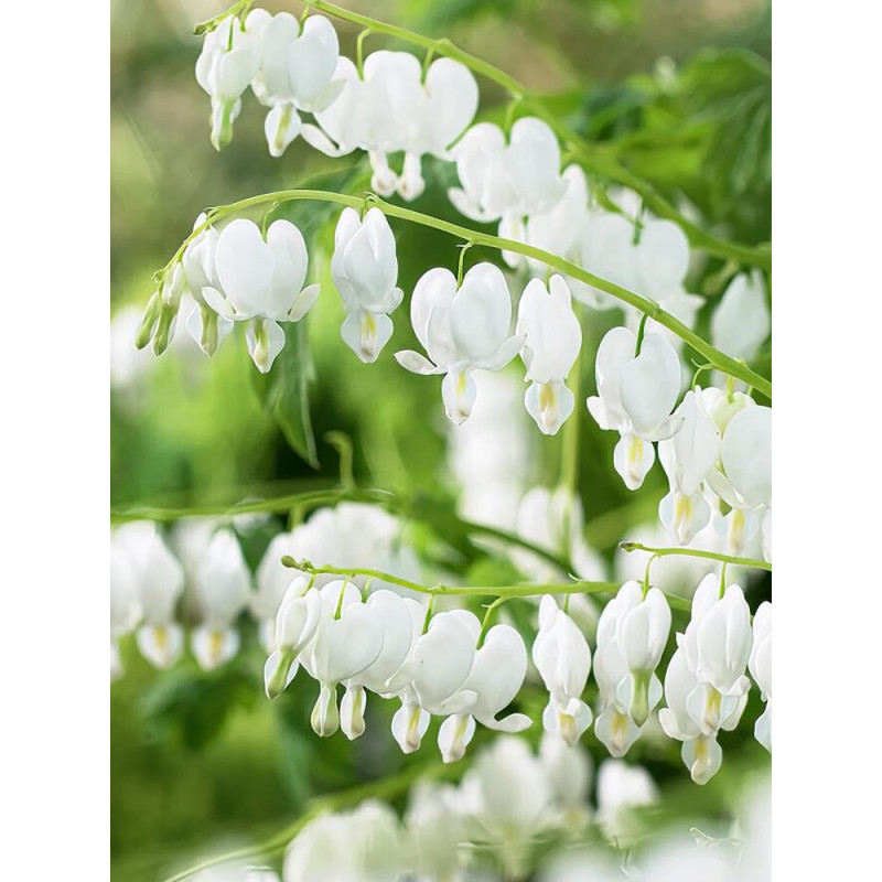 Dicentra Spectabilis Alba:Cerceii Doamnei La Ghiveci
