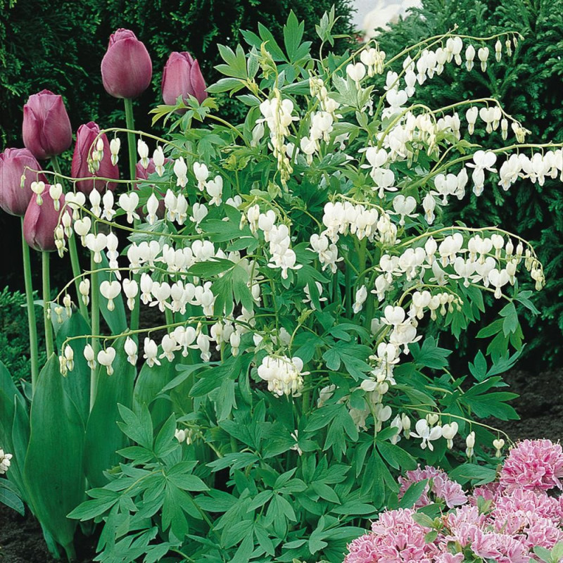 Dicentra Spectabilis Alba:Cerceii Doamnei La Ghiveci
